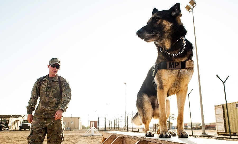 Service Provider of Cargo Dog Training Service in New Delhi, Delhi, India.