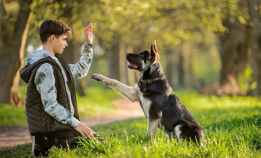 Service Provider of Dog Training Center in New Delhi, Delhi, India.