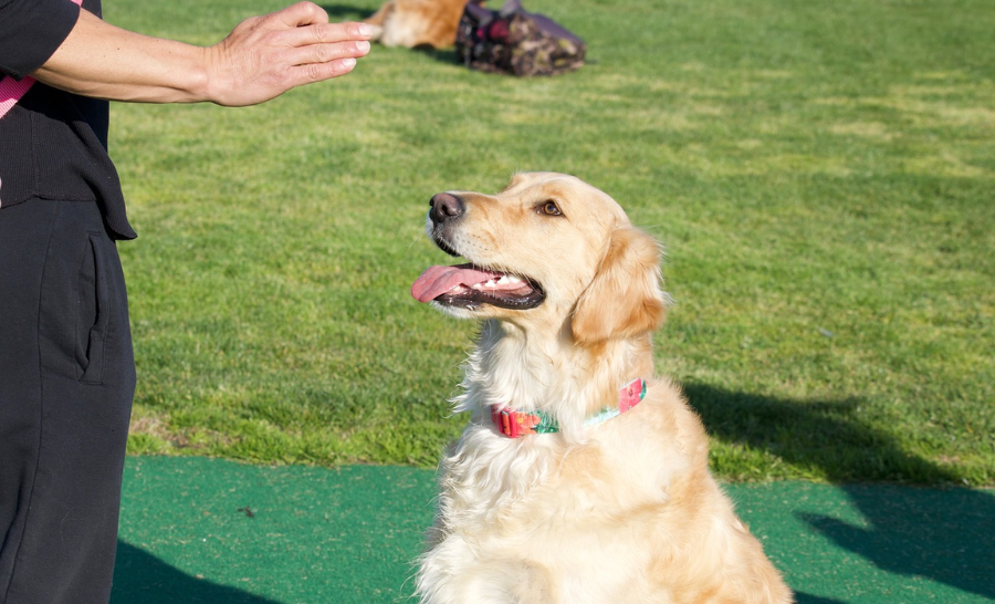 Service Provider of Dog Basic Training Service in New Delhi, Delhi, India.